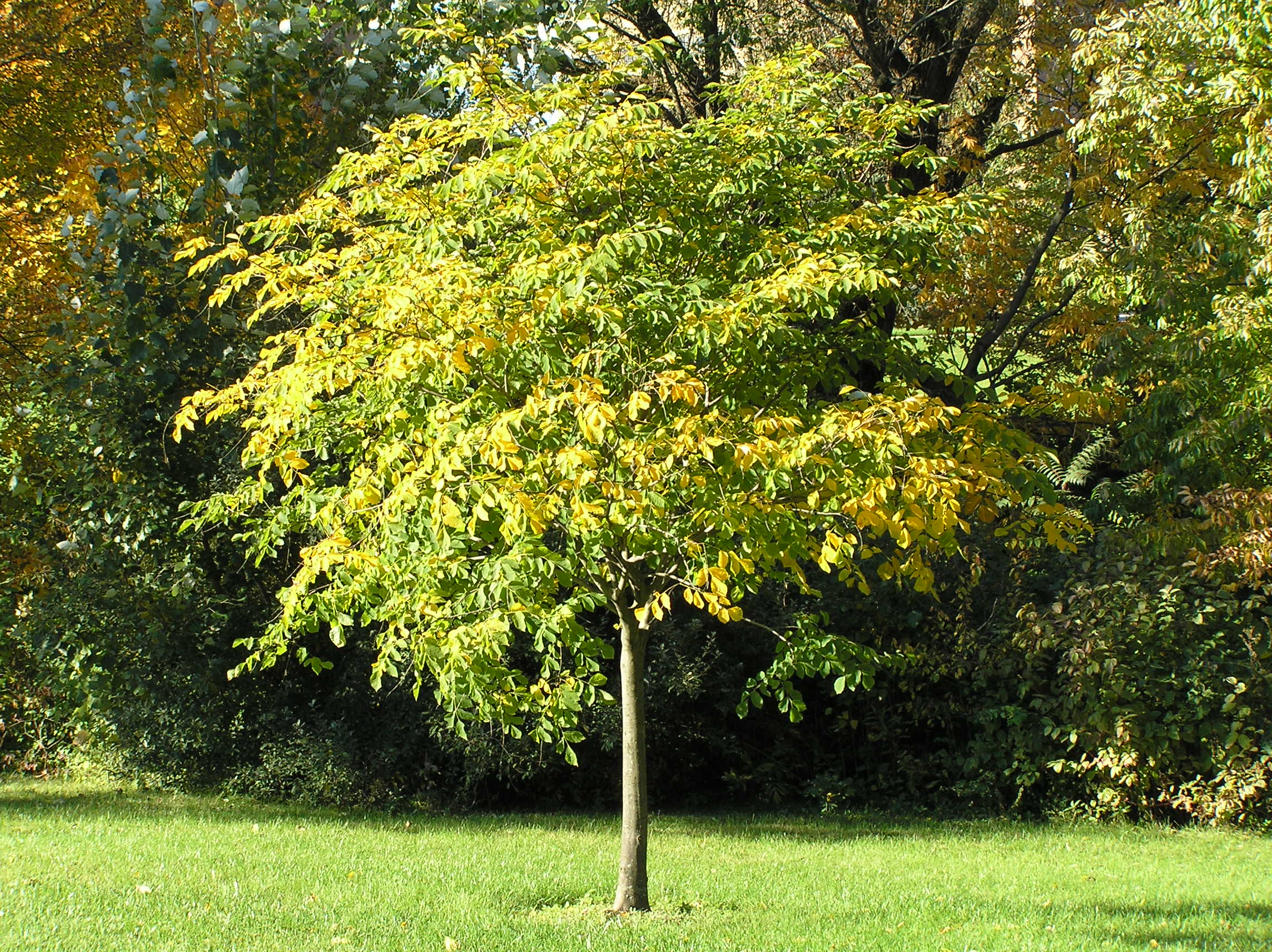 Native Trees Of Indiana River Walk